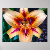 Lily Poster (Voorkant)