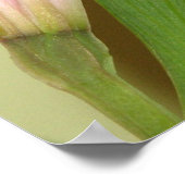 Lily Poster (Hoek)