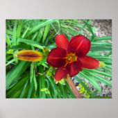 Lily Poster (Voorkant)