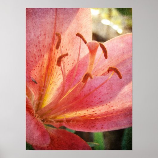 Lily Poster (Voorkant)