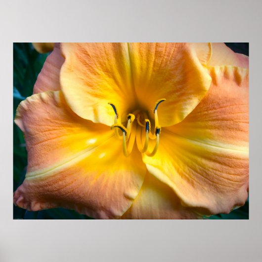 Lily Poster (Voorkant)