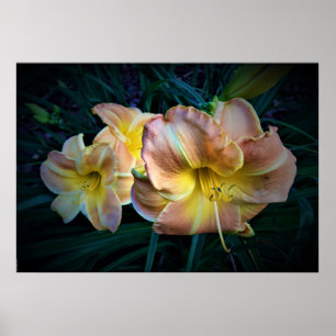 Lily Poster