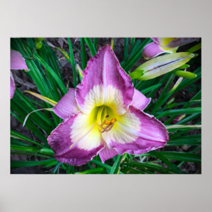 Lily Poster