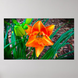 Lily Poster