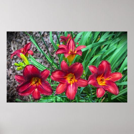 Lily Poster (Voorkant)