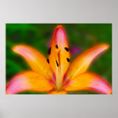 Lily Poster (Voorkant)