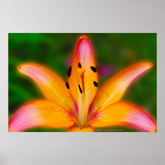 Lily Poster (Voorkant)