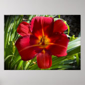 Lily Poster (Voorkant)