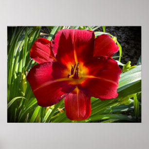 Lily Poster