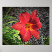 Lily Poster (Voorkant)