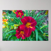 Lily Poster (Voorkant)