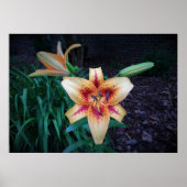Lily Poster (Voorkant)