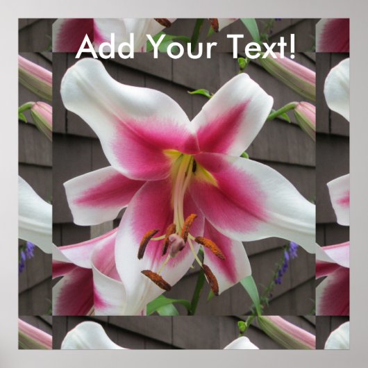Lily Red White Plant House Poster (Voorkant)