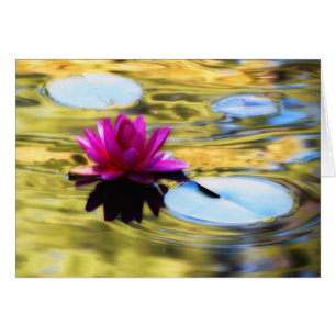 Lily Ripples - Water Lily