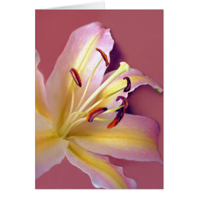 Lily Soft Card (Voorkant)