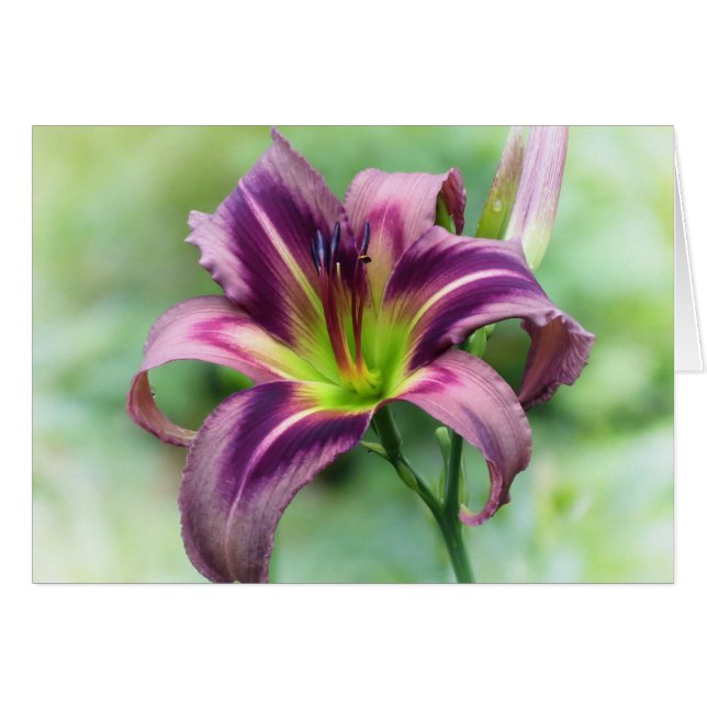 Lily Star - Daylily (Voorkant Horizontaal)