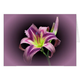 Lily Star met Paars - Daylily
