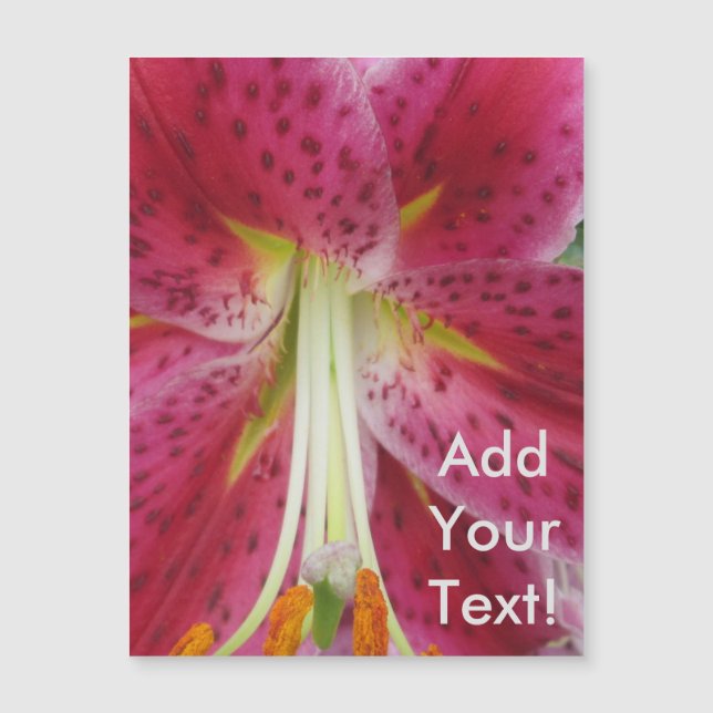 Lily Stargazer Paarse Flower (Voorkant)