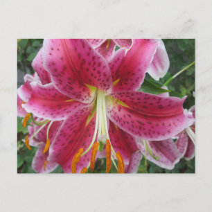 Lily Stargazer Paarse Flower Briefkaart