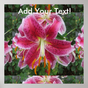 Lily Stargazer Paarse Flower Poster