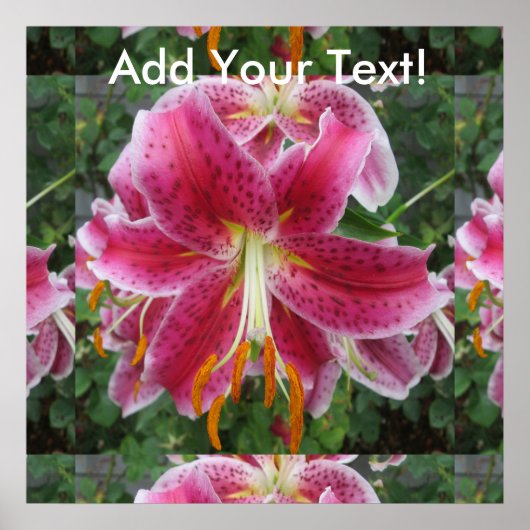 Lily Stargazer Paarse Flower Poster (Voorkant)