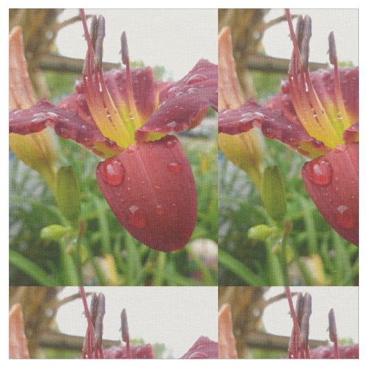 Lily Stof (Close Up)