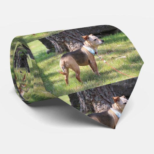 Lily Stropdas (Opgerold)