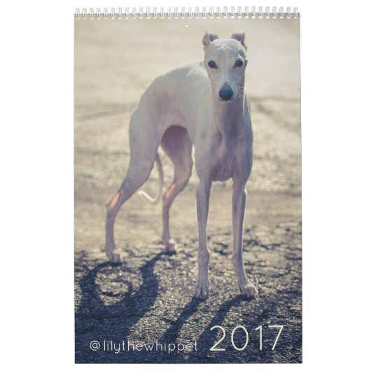 Lily the Whippet 2017 Calendar Kalender (Hoes)