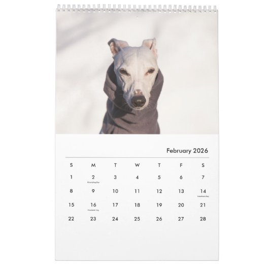 Lily the Whippet 2017 Calendar Kalender (Feb 2026)