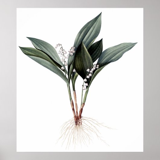 Lily van de botanische printen van de valleien poster (Voorkant)