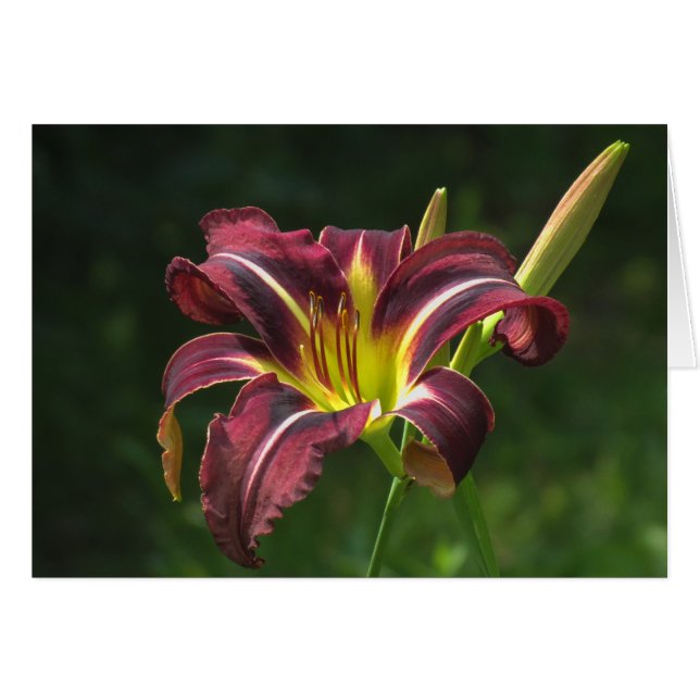Lily van de nacht - Daylily (Voorkant Horizontaal)