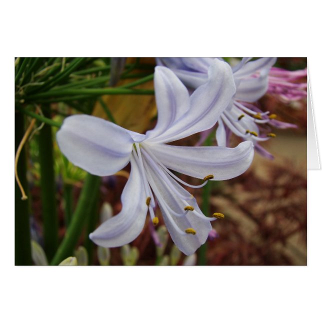 Lily van de Nijl (Voorkant Horizontaal)