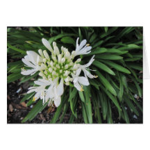 Lily van de Nijl: Denk aan jou