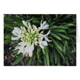 Lily van de Nijl: Denk aan jou