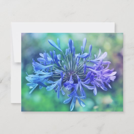 Lily van de Nijl Kaart (Achterkant)