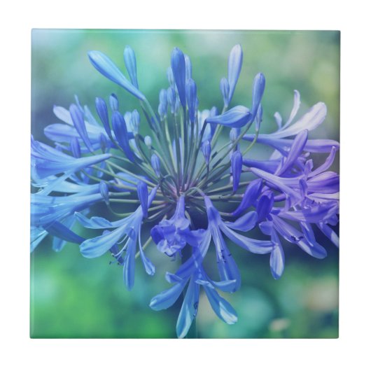 Lily van de Nijl Tegeltje (Voorkant)