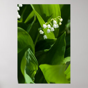 Lily van de vallebloem poster