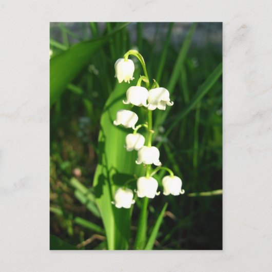 Lily van de vallei briefkaart (Voorkant)
