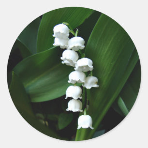 Lily van de vallei sticker