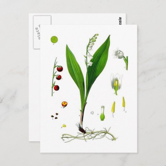 Lily van de Valley Briefkaart (Voorkant / Achterkant)