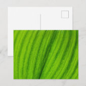 Lily van de Valley Briefkaart (Voorkant / Achterkant)