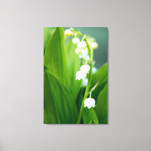 Lily van de Valley Canvas Afdruk