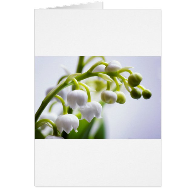 Lily van de Valley Flowers (Voorkant)