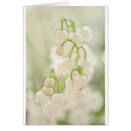 Lily van de Valley Flowers Sketch