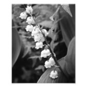 Lily van de Valley Foto Afdruk (Voorkant)