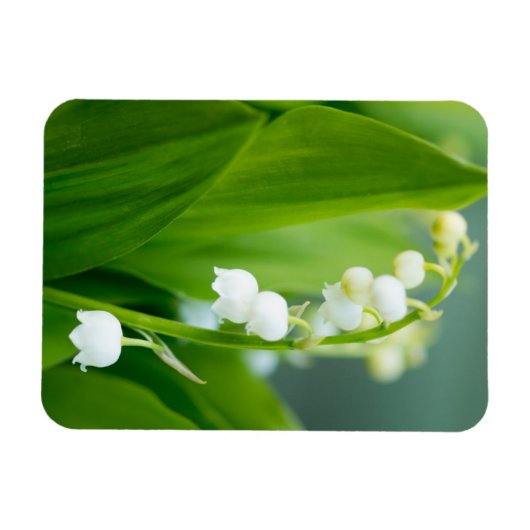 Lily van de Valley Magneet (Horizontaal)