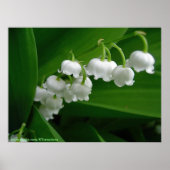 Lily van de Valley Poster (Voorkant)