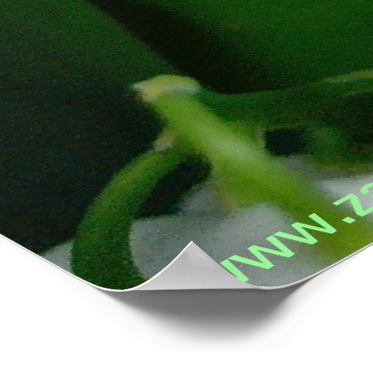 Lily van de Valley Poster (Hoek)