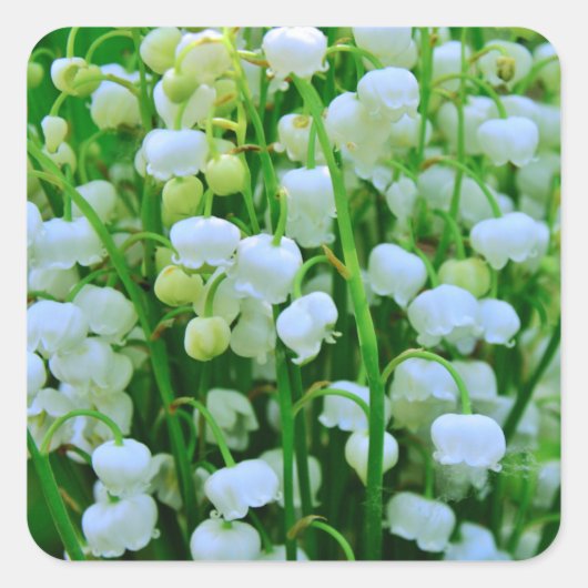 Lily van de Valley Spring Flowers Vierkante Sticker (Voorkant)
