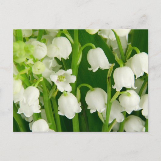Lily van de Valley White Spring Flowers Briefkaart (Voorkant)